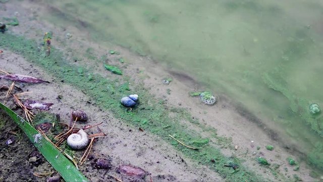 Closeup shot. Sand shore of forest lake (freshwater). Green water because of algal bloom. Algae on sand. Shells of dead snails. No person. Europe, Ukraine, Kyiv