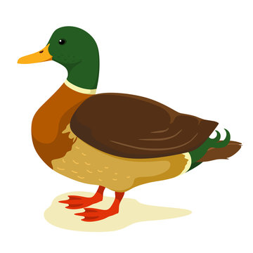 Cute duck in cartoon style. Vector illustration on white background. Duck