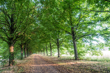 Allee durch Park Landschaft mit Licht und Schatten