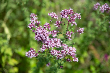 Oregano.