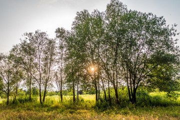 Die Abend Sonne wirft ihr Licht in die Bäume