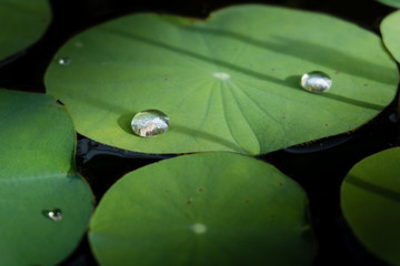 Water drop on Lotus leaf
