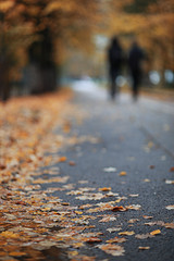 Autumn rain in the park