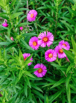 Glattblattaster beginnt die ersten Bl&uuml;ten zu &ouml;ffnen