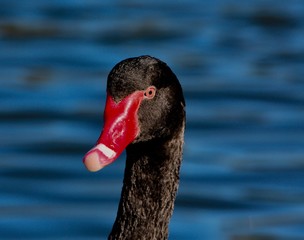 Fototapeta premium black swan
