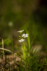 Beautiful spring flower blooming in the wood clearing. Blossoming forest scenery in close up.