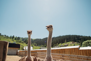 ostrich farm ostriches