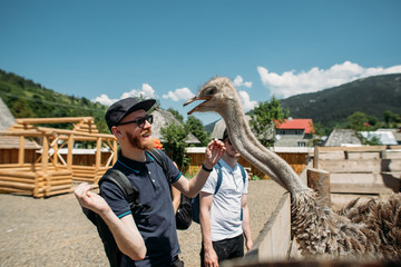 people feed ostriches © Victoriya Bulyha