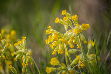 Beautiful spring flower blooming in the wood clearing. Blossoming forest scenery in close up.
