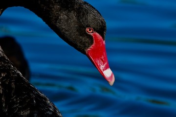black swan