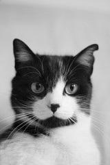 Obraz premium Black and white cat with immunodeficiency