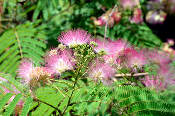 Mimosa Albizia julibrissin foliage and flowers in the park