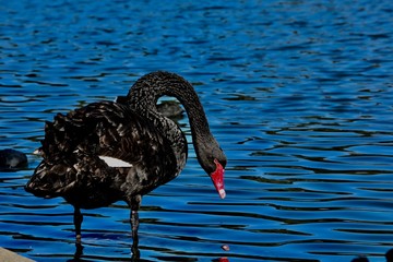 black swan