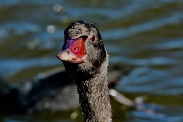 black swan