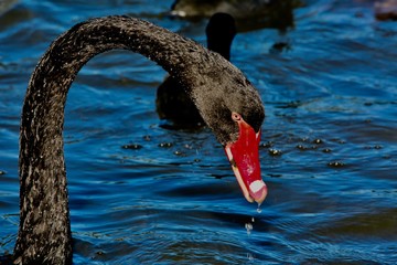 black swan