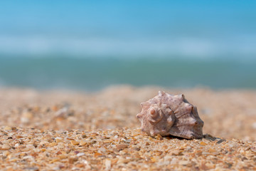 Seashell on the seashore, Empty rapana shell, Space for text, copyspace