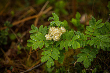 Beautiful spring flower blooming in the wood clearing. Blossoming forest scenery in close up.