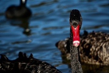 black swan