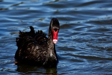black swan