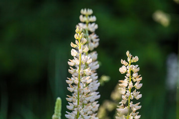 Beautiful spring flower blooming in the wood clearing. Blossoming forest scenery in close up.