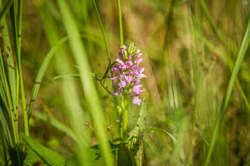 Beautiful spring flower blooming in the wood clearing. Blossoming forest scenery in close up.