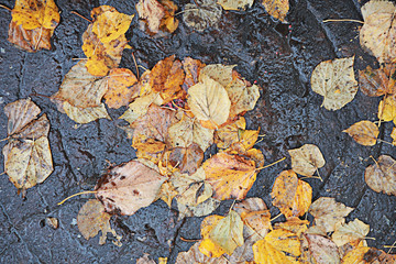 Autumn rain in the park
