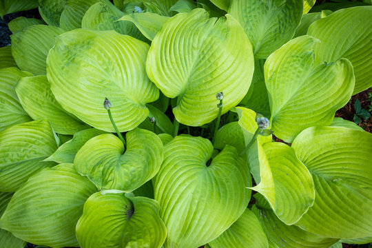 Hosta Sum and Substance plant in the garden