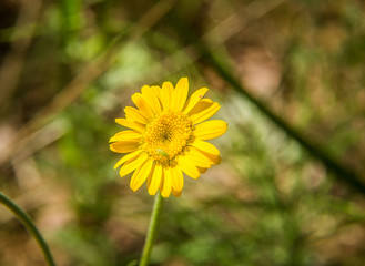 Beautiful spring flower blooming in the wood clearing. Blossoming forest scenery in close up.