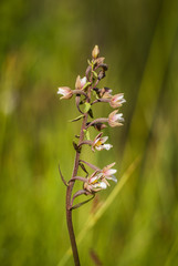 Beautiful spring flower blooming in the wood clearing. Blossoming forest scenery in close up.