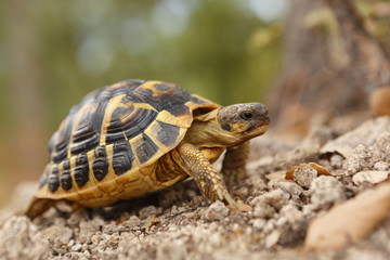 tortue se déplaçant dans son milieu naturel