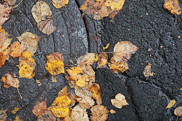 Autumn rain in the park