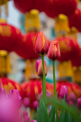 Two tulips in a red background