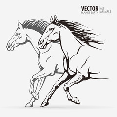 Beautiful arabian horses. Silhouettes of a running horses. Galloping animal. Sport. Vector illustration