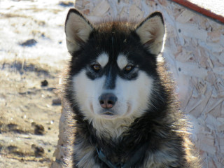 Close up face of a Nunavik sleight dog, a real husky