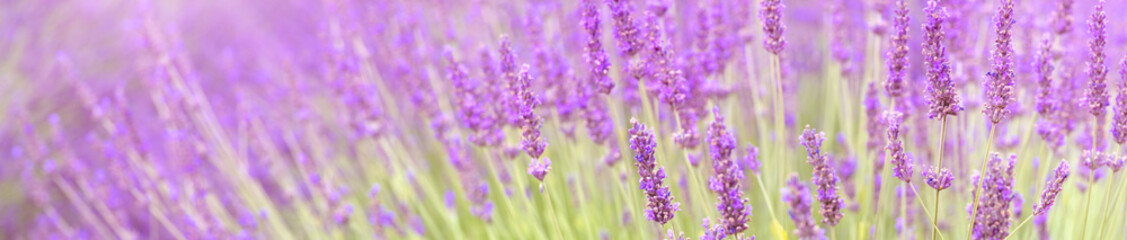 French landscape - Valensole. Sunset over the fields of lavender in the Provence (France).