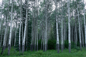 Obraz premium trees in the forest