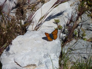 Purple-shot Copper butterfly, Sierra de Grazalema, Spain