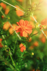 Beautiful Sulfur Cosmos or Yellow Cosmos flowers field in sunlight
