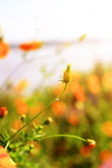 Water dew drops on Flower bud of Sulfur Cosmos or Yellow Cosmos flowers field in sunlight