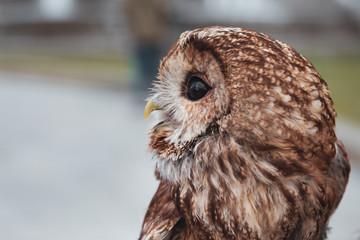 Portrait of a beautiful brown owl in the city with opened mouth. Wild bird with big eyes. Tawny owl. Closeup with bokeh. 
