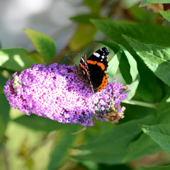 Admiral, Schmetterling, Falter, Tagfalter, Vanessa atalanta, Insekt,Makro