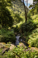 Forest with the river, Sao Miguel, Azores