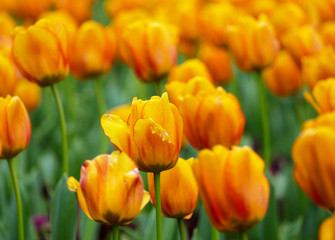 Field of lovely orange tulips in nature