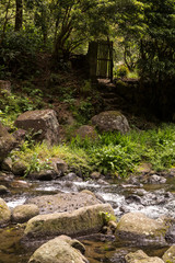 Forest with the river, Sao Miguel, Azores