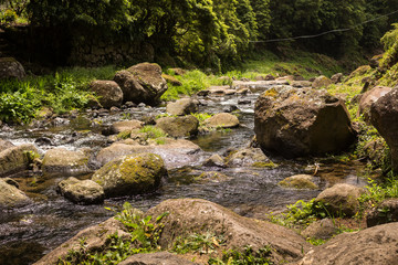 Forest with the river, Sao Miguel, Azores