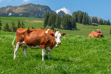 Fototapeta na wymiar Cow with cowbell in an alpine meadow in the swiss alps