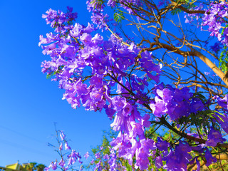 Blue flowers on Jacaranda tree in Andalusian village