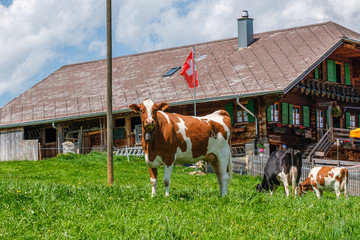 Cow with cowbell in an alpine meadow in the swiss alps in front of a farm with swiss flag