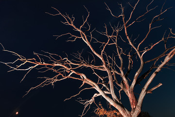 Dry dead tree at night
