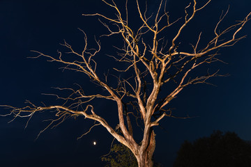Dry dead tree at night